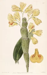 Dendrobium sulcatum